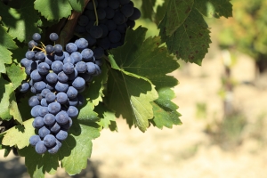 Red wine grapes growing in a vineyard.